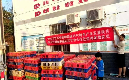 從都市回歸田園 安康80后大學(xué)生返鄉(xiāng)創(chuàng)業(yè)，蛋雞養(yǎng)殖成就年銷億元夢(mèng)